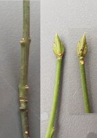 Knospe.jpg (1.13 MiB) 7235 mal betrachtet eine Knospe aus 2 Blickwinkeln + Ästchen