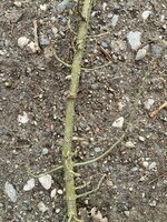Knospen