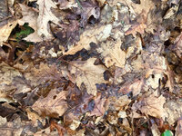redoak-leaves.jpg