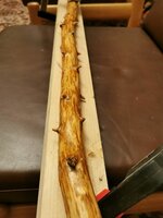 Weißdorn hat Pickel.jpg