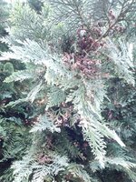 Blatt mit Früchten