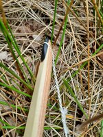 20220611_122559.jpg (1.21 MiB) 2808 mal betrachtet Nocke oben