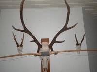 20220612_203046.jpg (470.52 KiB) 2694 mal betrachtet Hier nur für dich Geweihbaum auf Geweih ;)