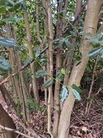 Ilex