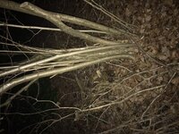 Hasel 2 Habitat