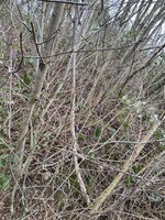 im Habitat