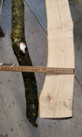 Durchmesser von Esche und Schwarzdorn