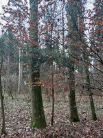 Fichte neu
