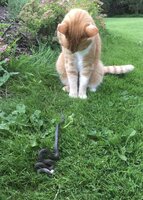 Was ist denn das, fragte sich meine Katze