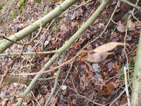 20240101_101425.jpg (619.29 KiB) 4400 mal betrachtet Samenkapseln