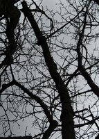 Kirsche 1.JPG (110.79 KiB) 4724 mal betrachtet Kirsche