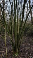 Hasel Habitat