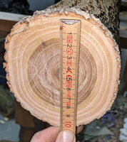 Ohne Rinde und Bast knapp 10 cm