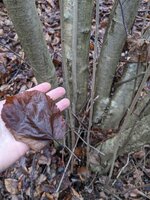 PXL_20240106_134914349-min.jpg (693.01 KiB) 8947 mal betrachtet Typische sehr gerade junge Haseltriebe und ein Blatt der letzten Saison.