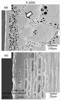 20230909_195958.jpg (811.78 KiB) 10292 mal betrachtet Quelle: Rhizome and root anatomy of moso bamboo (Phyllostachys pubescens) observed with scanning electron microscopy Ryoya Ito1 • Hisashi Miyafuji1 • Nobuhiko Kasuya