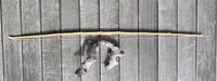 IMG_1137.jpeg