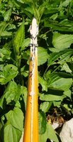 DSC06174.JPG