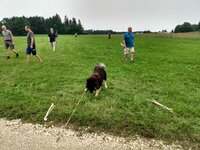 Pfeilsuchhund
