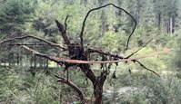 IMG_1709.jpeg
