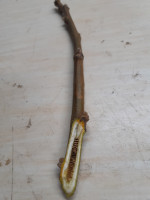 Detailbild Zweig mit gekammertem Markkanal