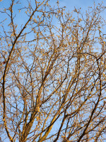 20250101_154443_1depqtl29D.jpeg (1.02 MiB) 40382 mal betrachtet Merkmale für Hasel