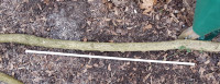 Das wahrscheinliche Objekt der Begierde mit ca. 120 cm und schönem Reflex
