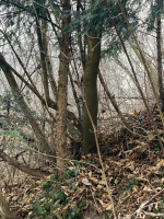 Eibe im Habitat