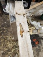 20250109_173458_rqsZjx6e2A.jpeg (271.56 KiB) 1881 mal betrachtet Faulstellen die gleich wieder rausgefallen sind