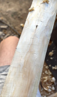 IMG_2657.jpeg