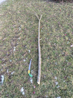 IMG_20260101_153128_copy_1530x2040.jpg (2.01 MiB) 6025 mal betrachtet noch ca 250cm lang, der große Ast kommt in den steifen Griffbereich. Durchmesser unten ca 60mm