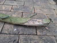 Ekelende beim Pfaffenhütchen,  sogar mit Wurmlöchern (scheinbar giftresistent). Unter dem linken Trieb gekürzt.