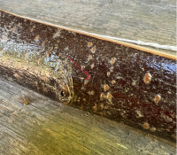 feine Querrisse in der Rinde