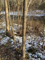 Robinie steht im Auwald