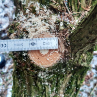 Abgeschnitten, ja es ist nur der kleine wassertrieb