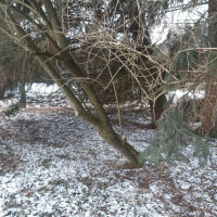 Riesenholler ohne sapling