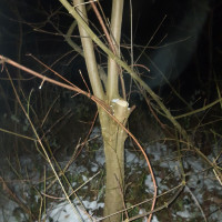 Zwischendrin keinen Akku mehr,  dann war es dunkel