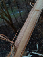 Mit etwas Gefühl lässt sich die "Borke" streifenweise abziehen. Darunter so eine altrosa Schicht, die sich gut wegschaben lässt. Die orange Schicht, bevor das weiße Holz kommt, ist das Kambium. Das ist klebrig und das Abzuschaben ist eine Strafarbeit.