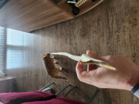 Geweihspitzen richtig ausgerichtet und dem geraden Wurfarm entlang gepeilt