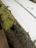 Ast in der Mitte des einen Wurfarms aber schön mittig