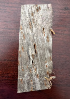 Außenseite: silbrig, blättrige Schicht und in den Lentischlitzen braune krümmelige Schicht