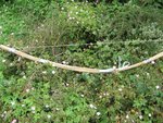 bamboo_bow_001.jpg