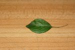 IMG_8616.JPG