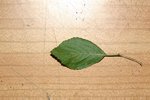 IMG_8617.JPG