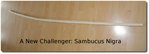 sambucus.jpg