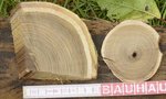Jahresringe für gute Eiben