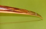 BILD0047.JPG