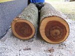 Ulme, gefällt Anfang März 2011, bis jetzt in der Rinde unter Dach gelagert