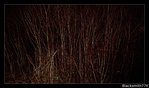 DSC02981.JPG
