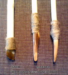 Sap Spitzen.jpg
