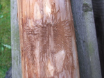 dscf8197.jpg